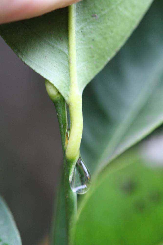              Petiole (Limoneira, Riverside, CA)       
